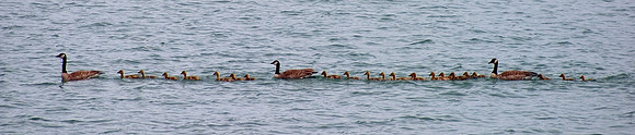 geese_on_lake