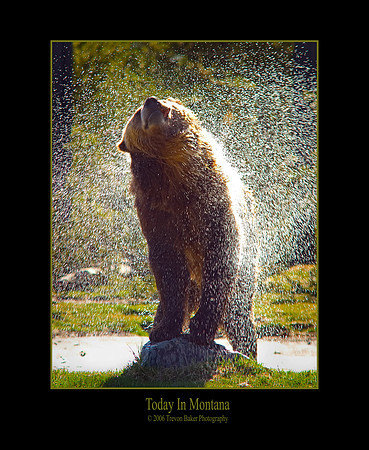 Grizzly Bath